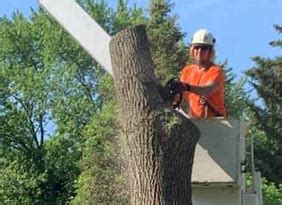 Cutting Edge Tree & Gardening Services by Jimmy West