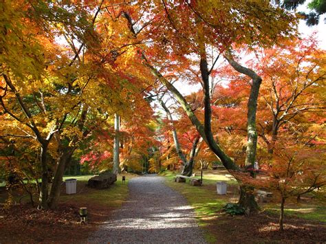 DD-Rent | Dresden Apartment Dresden