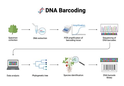 DNA Barcoding Protocol for Masdevallia Orchids