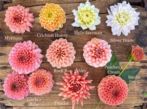 Dahlia Color Chart