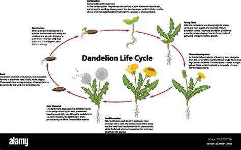 Dandelion OÜ 