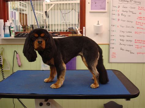 Dapper dogs pet centre and quality grooming salon