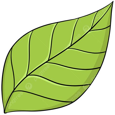 Daun