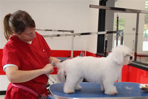 De Shed dog grooming