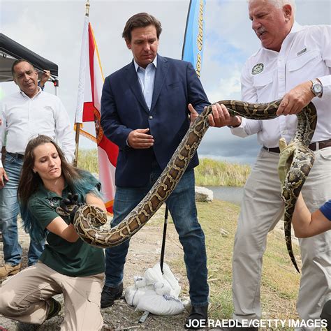 DeSantis promotes python removals from Everglades