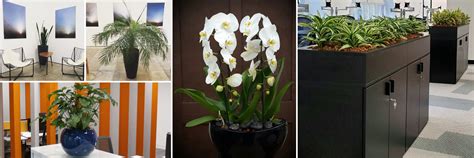 Decorfolia - office plants | office orchids | interior landscaping
