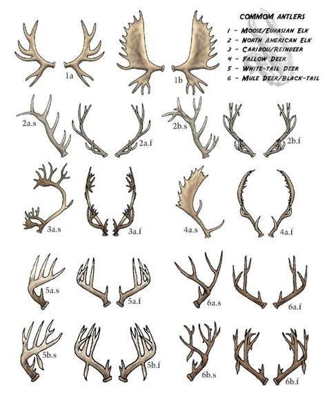 Deer Antler Name Chart