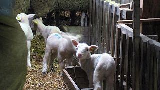 Delottier Thierry à Anglade