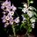 Dendrobium Nobile Orchids Types