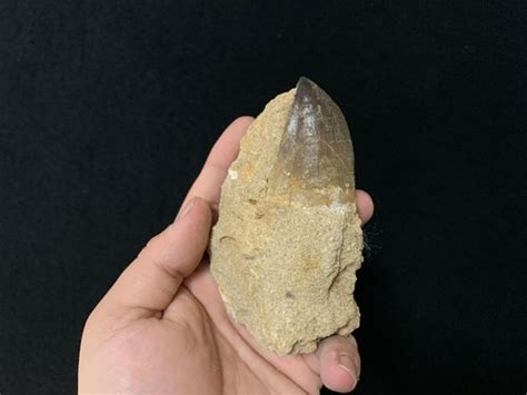 Dent'Assas à Ganges