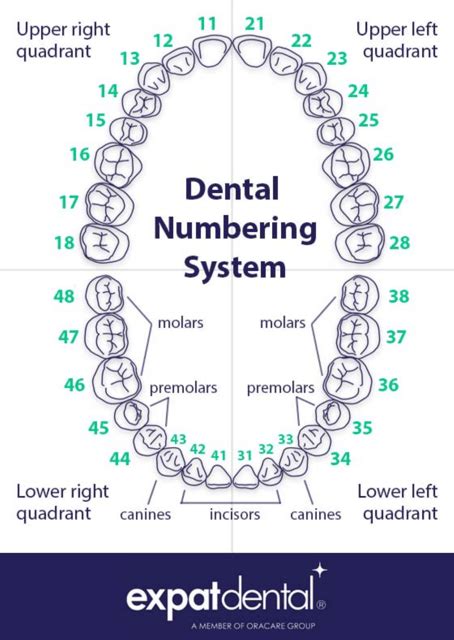 Dental Tooth Numbering Chart