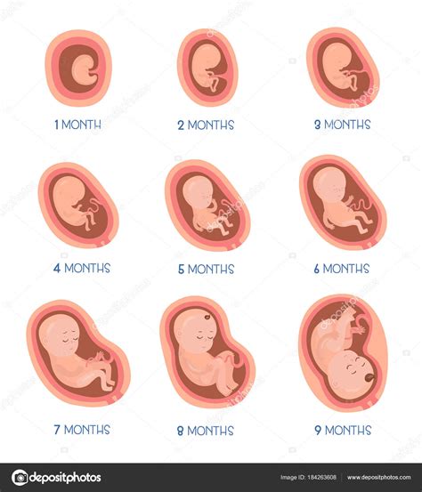 Fetal Humano