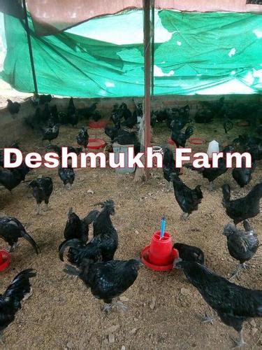 Deshmukh Poultry Farm