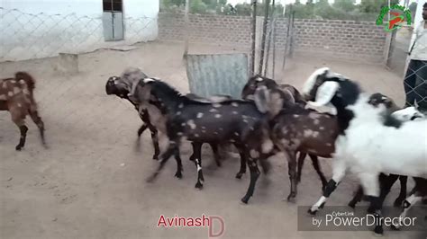 Dewda Goat Farm
