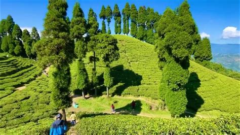 Dhowla Jhora Tea Garden