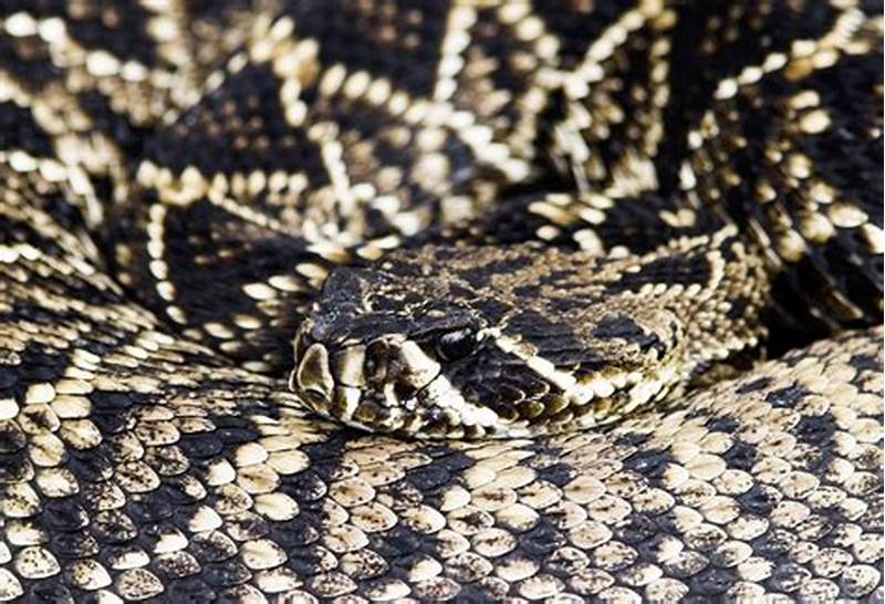 Diamondback Snake Pattern