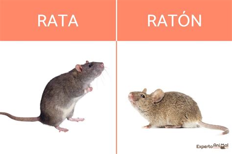 Rata Raton