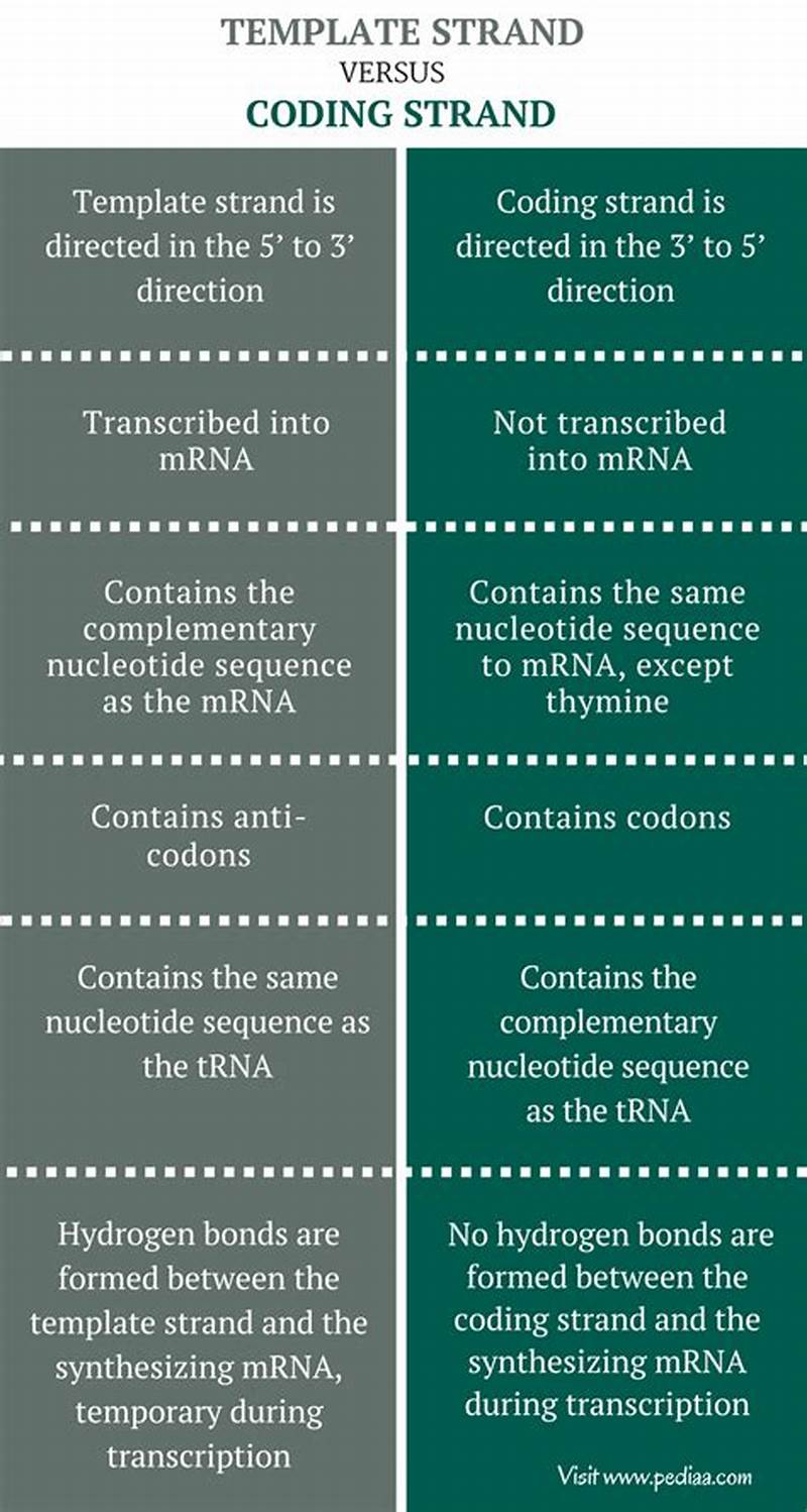 Difference Between Template And Coding Strand