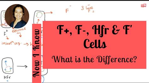 Differences between F+ and Hfr Cells