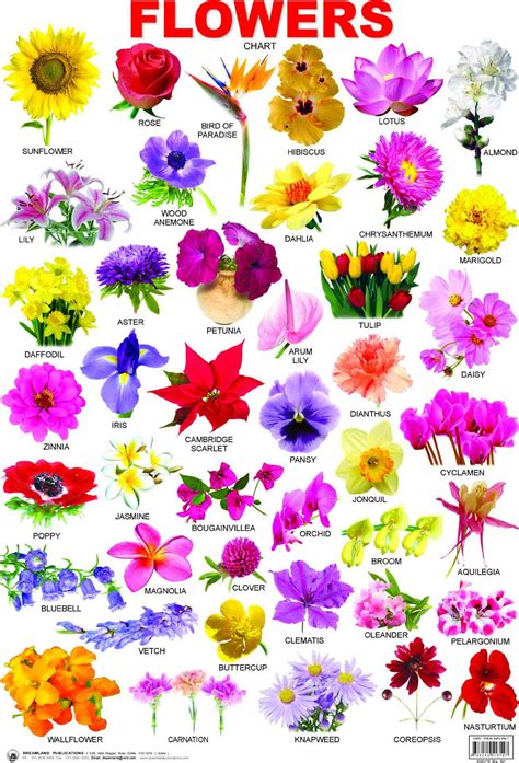 Different-Types-Of-Flowers
