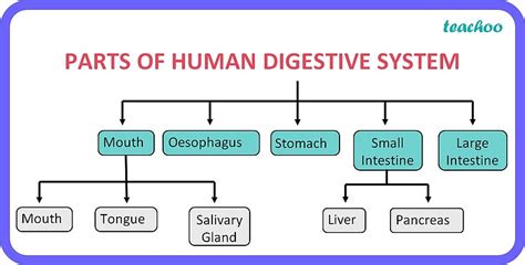 Digestive Flow Chart