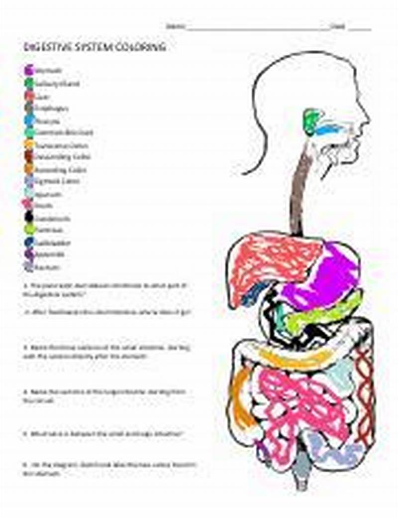 Digestive System Coloring Answer Key