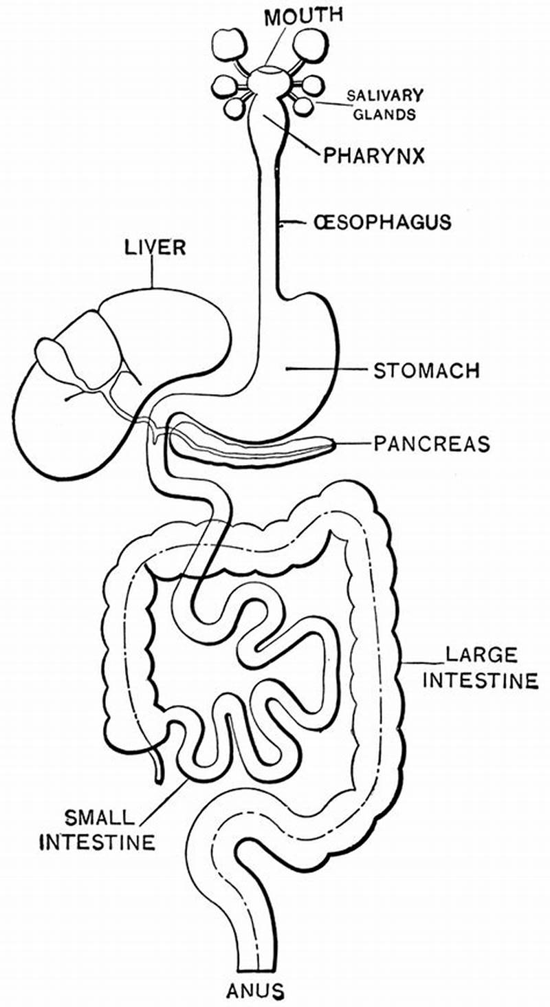 Digestive System Coloring Worksheet