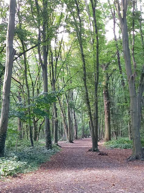 Digipattes à Le Plessis-Bouchard