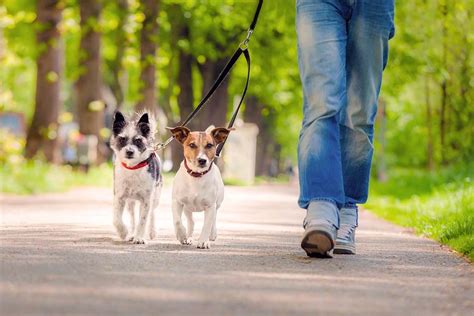 Digs for Dogs – Dog Walking & Pet Services - Darwen