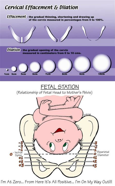 Dilation Effacement Station Chart