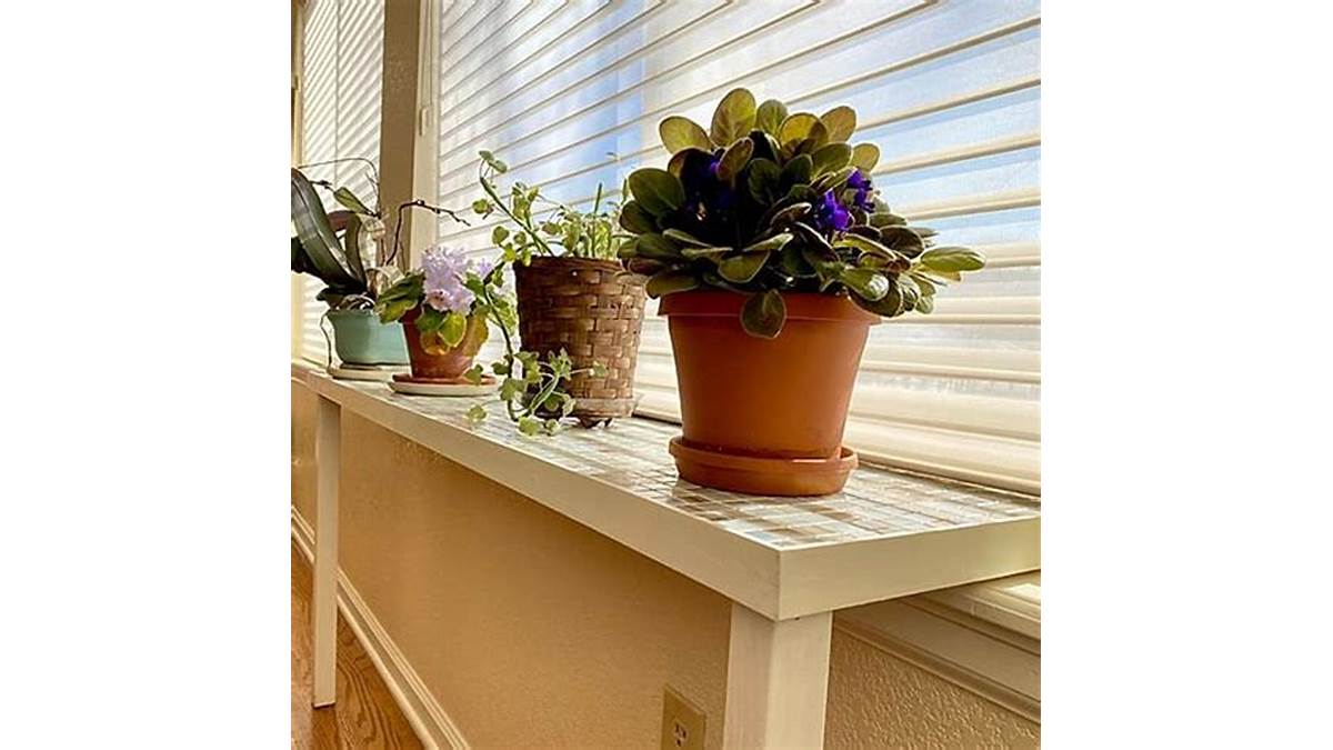 Dill plants on windowsill