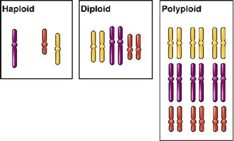 Diploidy and Genetic Variation