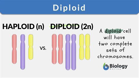 Examples of Diploidy in Action