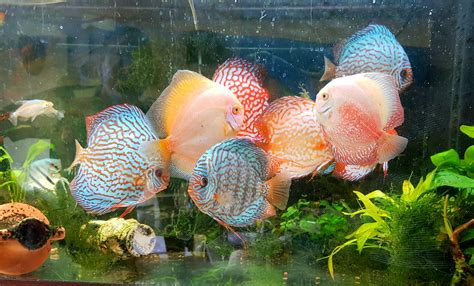 Discus Yenok à Martigues