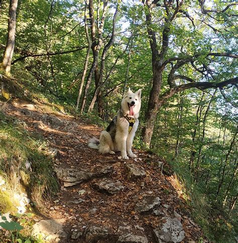 DistriCrokets à Meymac