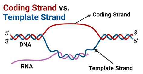 Dna Coding Strand Vs Template Strand