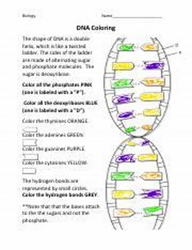 Dna Coloring Worksheet Answer Key