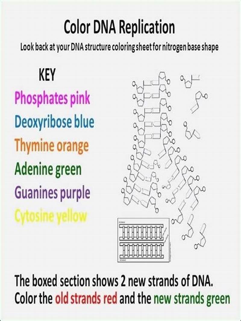 Dna Replication Coloring 12 2 Worksheet Answer Key