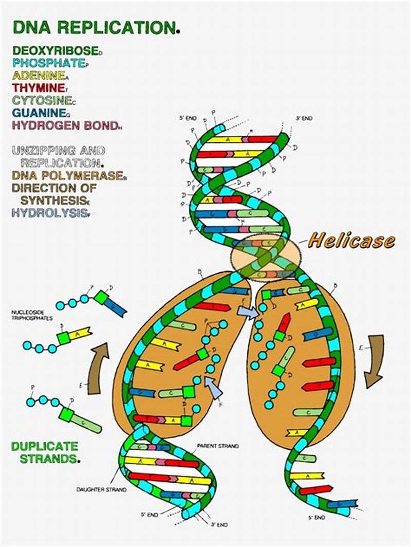 Dna Replication Coloring Answer Key