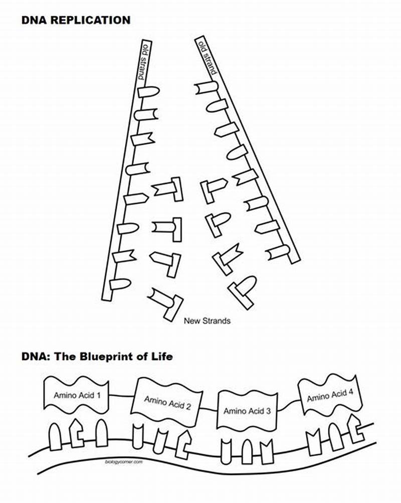 Dna Replication Coloring Worksheet Key