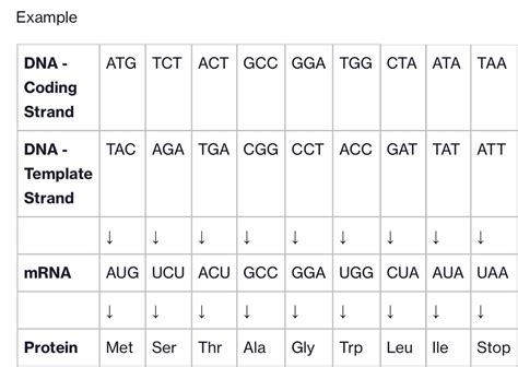 Dna Sequence Template