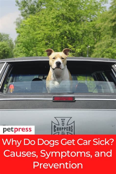 Do Dogs Get Car Sick