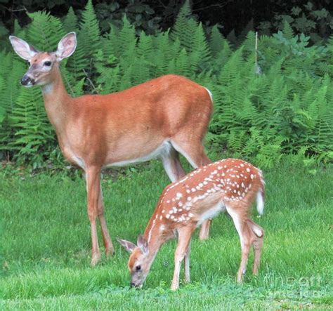 Fawn Images