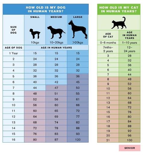 Dog And Cat Age Chart