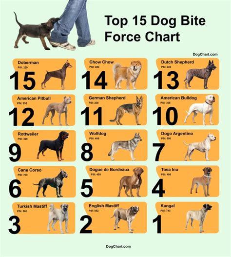 Dog Breed Bite Force Chart