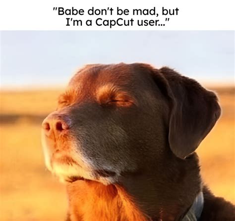 Dog Closing Eyes Meme Template