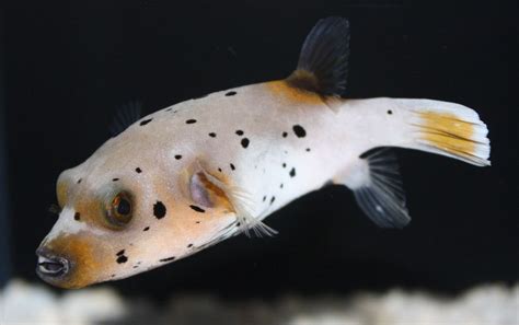 Dog-Faced Puffer Fish
