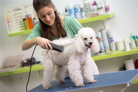 Dog Grooming at Montagroom Place