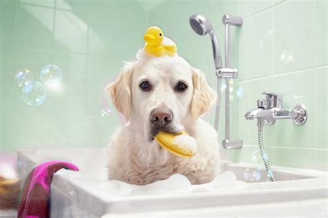 Dog-In-A-Bathtub

