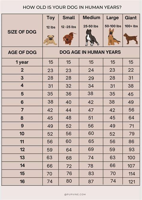 Dog Vs Human Years Chart